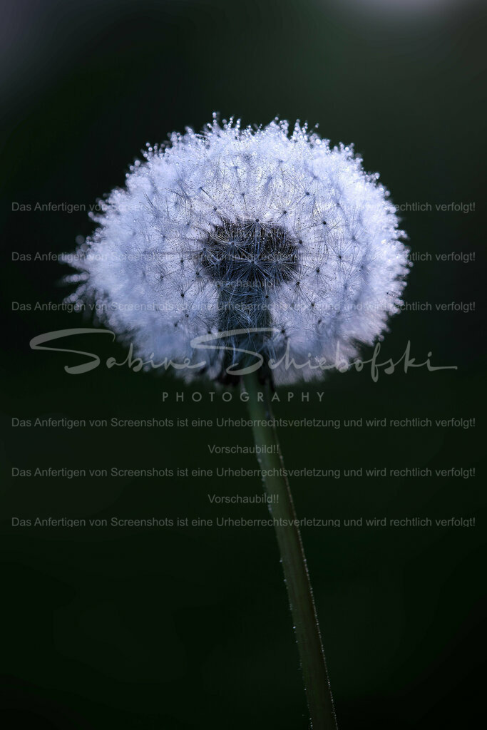 Wandbild Pusteblume mit Tautropfen | People- und Tierfotografie, Imageaufnahmen, Veranstaltungsfotografie und Wandbilder aus der Natur ★ Made in Germany ✔️ Druck + Downloads ✔️ Naturfotografie in Top Qualität ★ schneller Versand, weltweite Lieferung! - Realisiert mit Pictrs.com