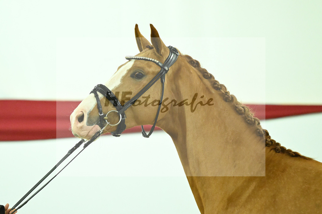 Kat-Nr. 10 v. Fuerst Samarant_Beckmann_63220009 | hf-fotografie - Realizzato con Pictrs.com