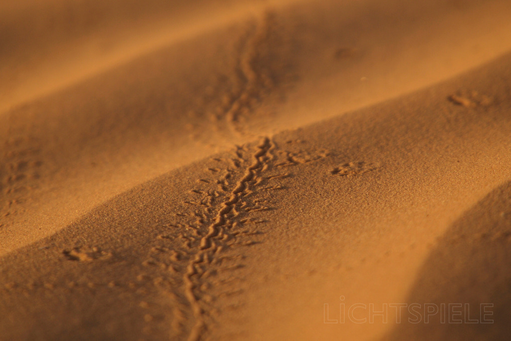 Spur | Tierspur im Wüstensand - Realisiert mit Pictrs.com