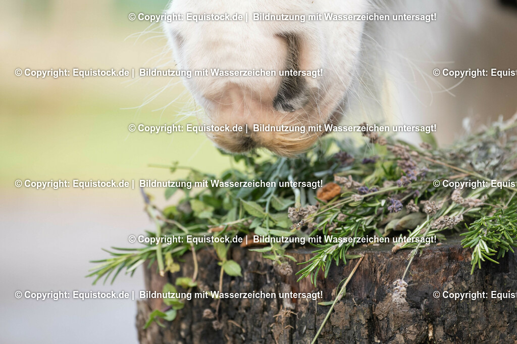 20201207_Tinker-frisst-kr__uter_0006 | equistock