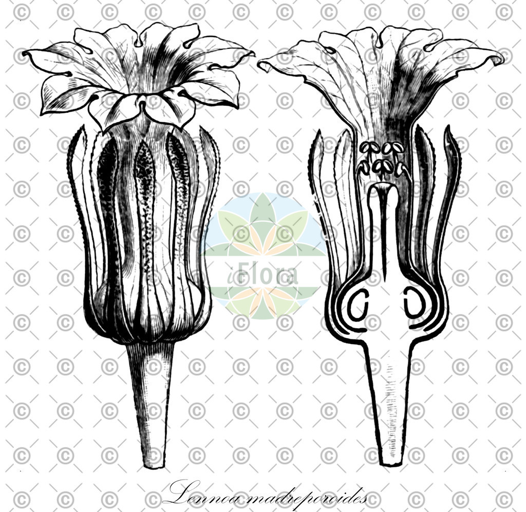HistAbb_wfo-0001060064_1_ENZY_Simple | Historische Abbildung von Lennoa madreporoides - Boraginaceae | Historical Illustration of Lennoa madreporoides - Boraginaceae