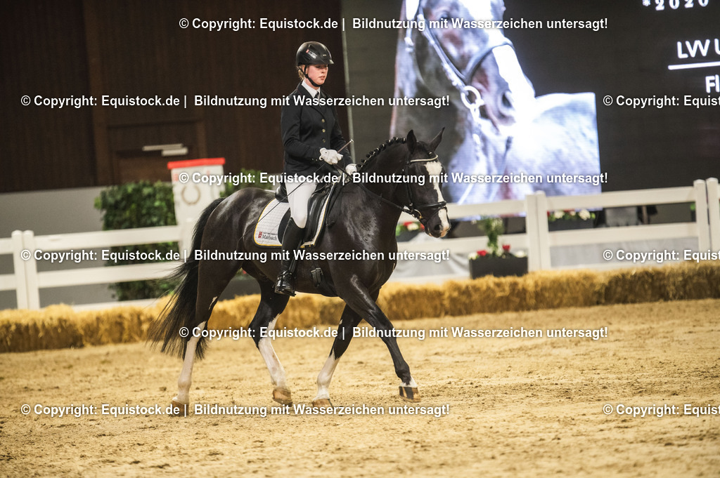 20240302_Hengstvorstellung_Marbach_TOMsPiC_0705-2 | equistock