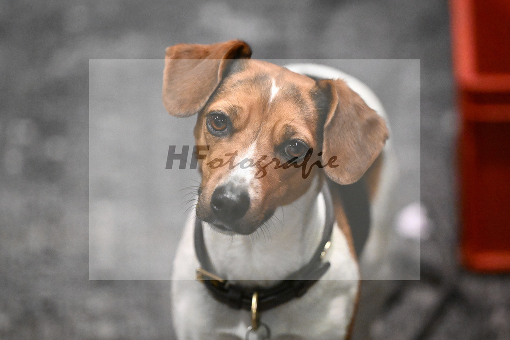 Impressionen Hengstpraesentation_14261170 | hf-fotografie - Realisiert mit Pictrs.com