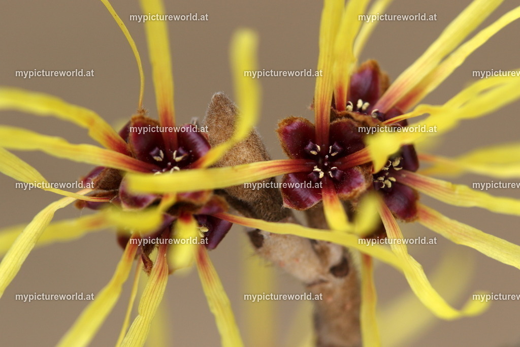 Zaubernuss-005 | Das Bilderarchiv über Tiere, Planzen und Landschaften. In der Bilddatenbank finden Sie ein große Auswahl an hochwertigen Bilder für Ihre Werbung - Realisiert mit Pictrs.com