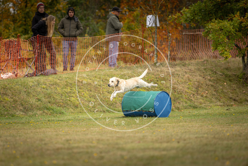 Pfotenfotografie_DV3A4548 | Hundefotografie, Tierfotograf, Pfotenfotografie, Fotoshooting Hund, Hunde Portrait, Hundesport, Hundeportraits, Heideshooting, Hunde, Sportfotograf, Hundefotograf, Turnierhundsport, THS,  - Realisiert mit Pictrs.com