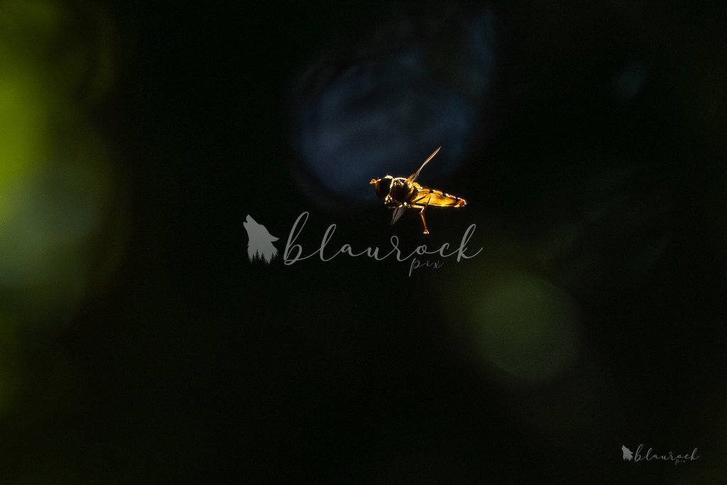 701A2425 | Sportbilder, Sportfotograf, Hochzeits- und Eventfotografin, Flugshows, Portraits und Tiershooting, Aviation, Downhill, Nationalleague, Swissleague, International