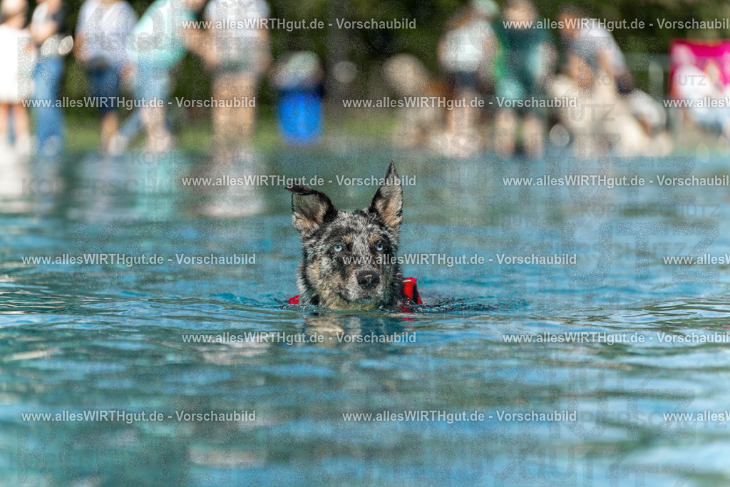 Hundeschwimmen_Volksbad_2026-allesWIRTHgut_Tierfotografie-2609061205-111555-7R500159 | Professionelle Tierfotografie in Mönchengladbach von Daniel Wirth (allesWIRTHgut). Liebevolle & natürliche Bilder von Hunden & Katzen für unvergessliche Erinnerungen.