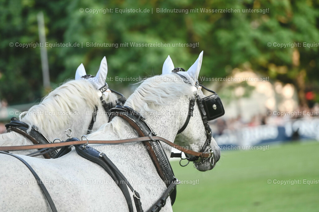 20230526_Pferdenacht_0221 | equistock