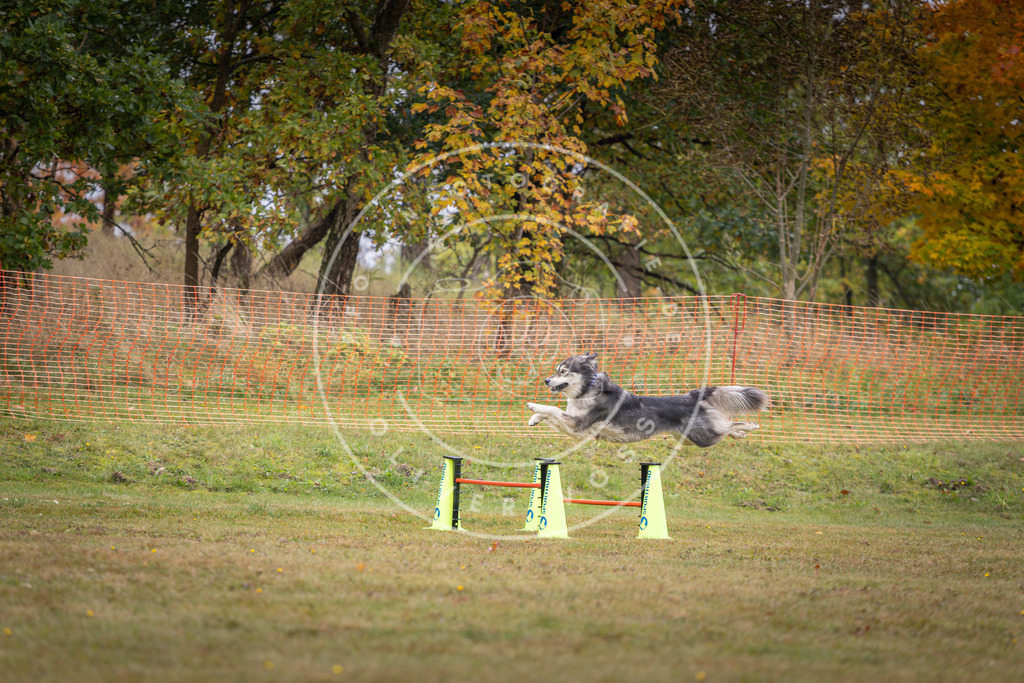 Pfotenfotografie_DV3A1299 | Hundefotografie, Tierfotograf, Pfotenfotografie, Fotoshooting Hund, Hunde Portrait, Hundesport, Hundeportraits, Heideshooting, Hunde, Sportfotograf, Hundefotograf, Turnierhundsport, THS,  - Realisiert mit Pictrs.com