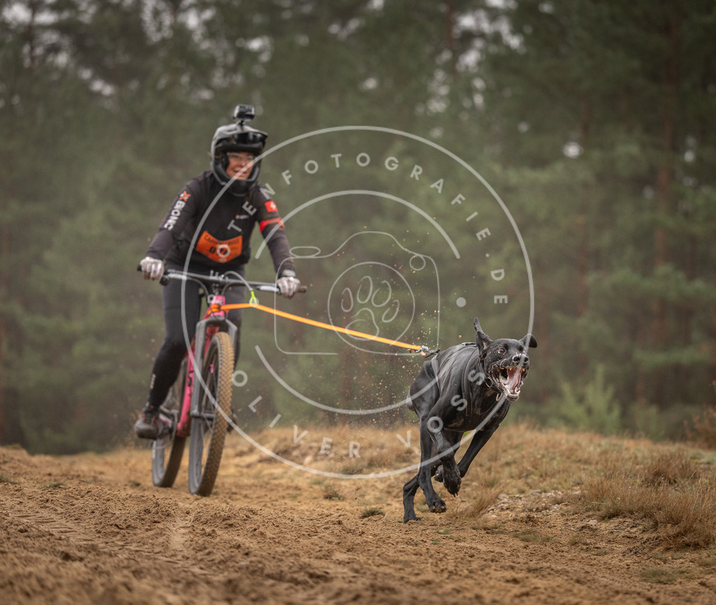 Pfotenfotografie_DV3A2692 | Hundefotografie, Tierfotograf, Pfotenfotografie, Fotoshooting Hund, Hunde Portrait, Hundesport, Hundeportraits, Heideshooting, Hunde, Sportfotograf, Hundefotograf, Turnierhundsport, THS,  - Realisiert mit Pictrs.com