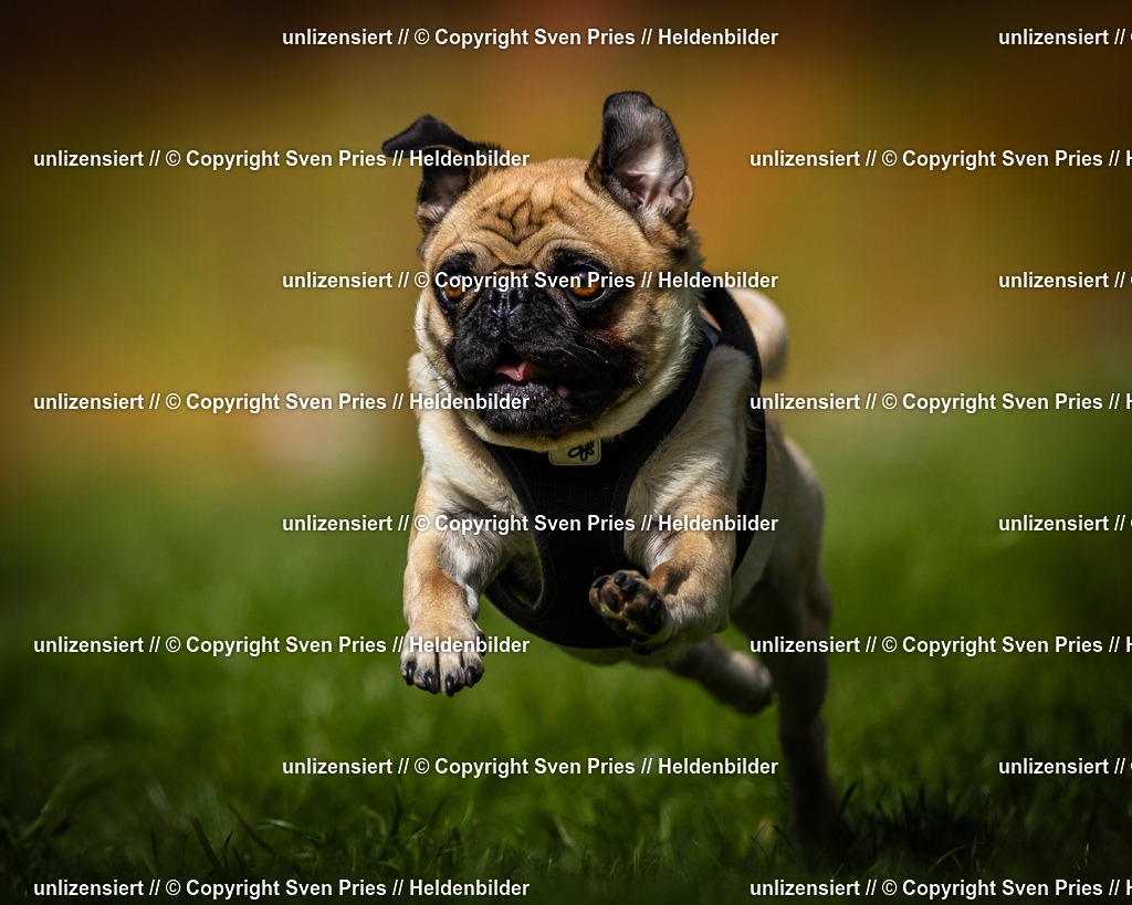 Sven Pries | 2025-04-13 - Hunderennen Baden-Baden - Realisiert mit Pictrs.com