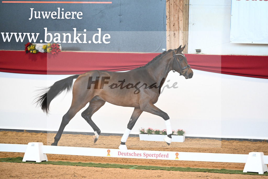 Kat-Nr. 6 Bon Joker x Fuerst Fohlenhof_Koch_43230154 | hf-fotografie - Realisiert mit Pictrs.com