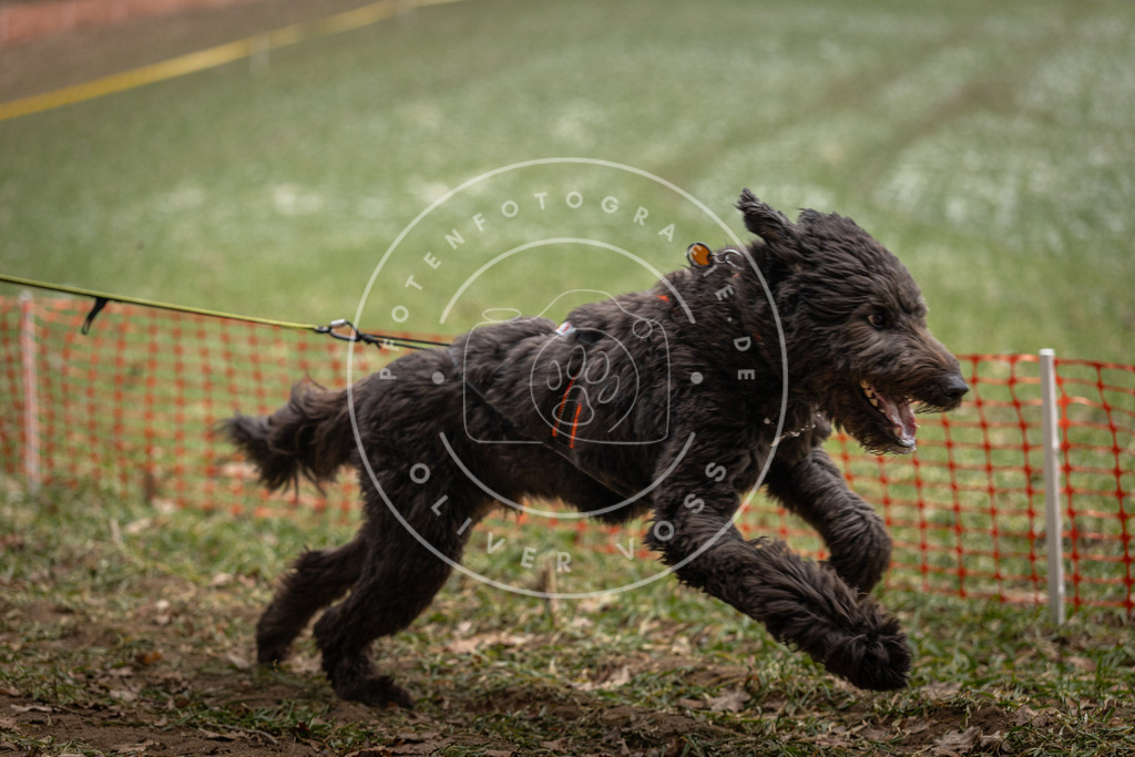 Pfotenfotografie_DV3A0681 | Hundefotografie, Tierfotograf, Pfotenfotografie, Fotoshooting Hund, Hunde Portrait, Hundesport, Hundeportraits, Heideshooting, Hunde, Sportfotograf, Hundefotograf, Turnierhundsport, THS,  - Realisiert mit Pictrs.com