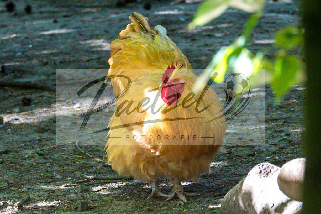 WILSAE20200601_0004 | Editorial: Orpington Huhn  im Wildfreigehege Noettler Berg am 01.06.2020 in Saerbeck, Deutschland. - Realisiert mit Pictrs.com