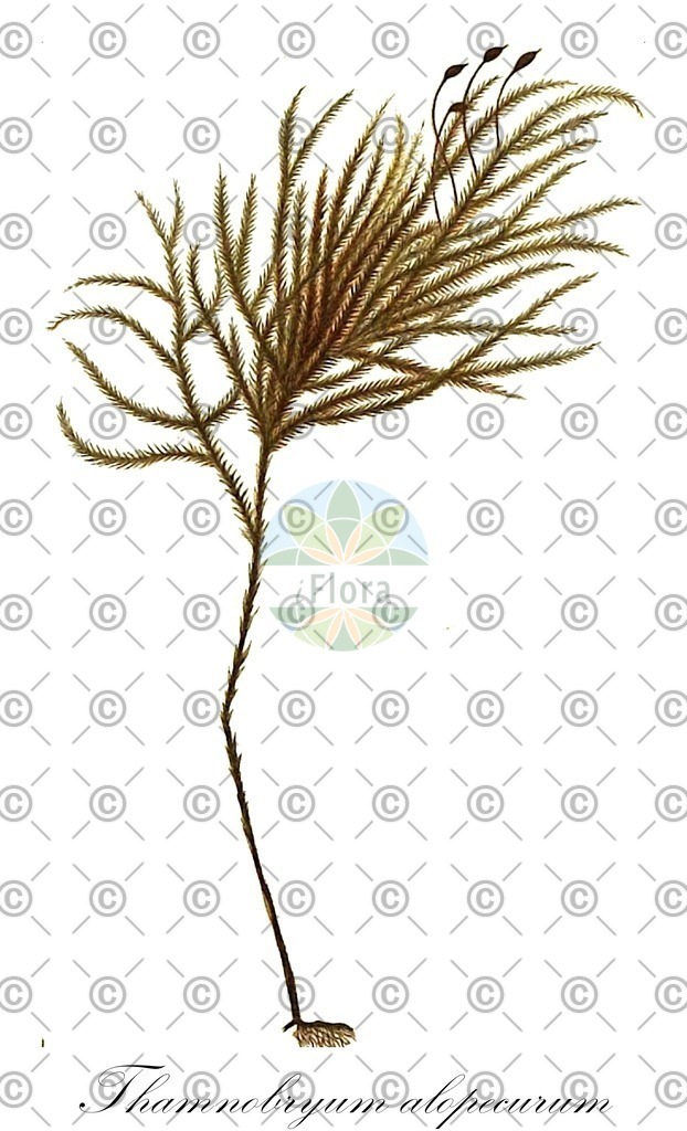 HistAbb_wfo-0000409884_1_ENZY_Simple | Historische Abbildung von Thamnobryum alopecurum - Neckeraceae | Historical Illustration of Thamnobryum alopecurum - Neckeraceae