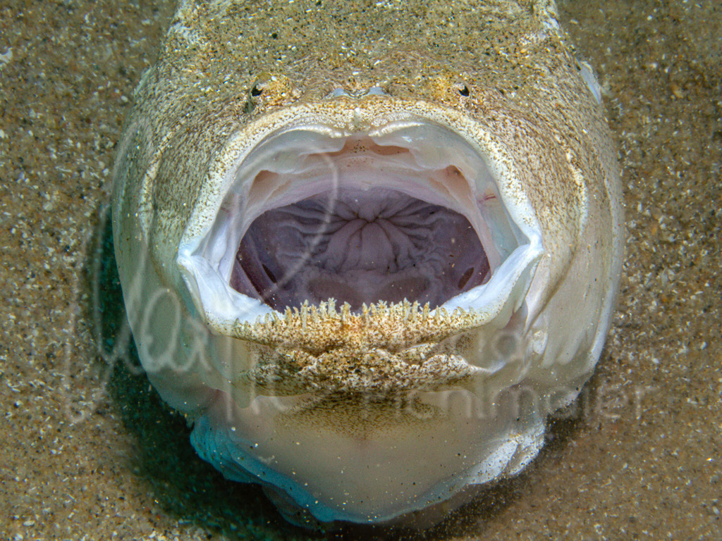 Uranoscopus scaber | Himmelsgucker - Realisiert mit Pictrs.com