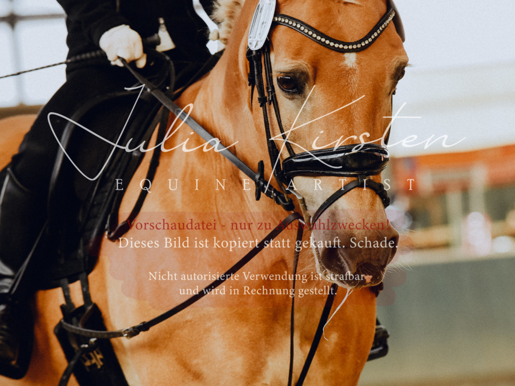 DSC_7351 | Pferde- und Turnierfotografie in Westsachsen. Pferdeportraits, Auftragszeichnungen und intuitive Kunst.