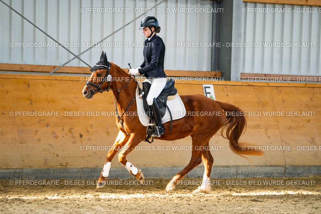 DSC01445 | Pferdegrafie