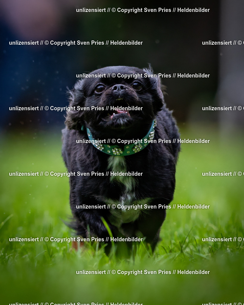 Sven Pries | 2024-10-19 - Hunderennen Ober-Grombach - Realisiert mit Pictrs.com