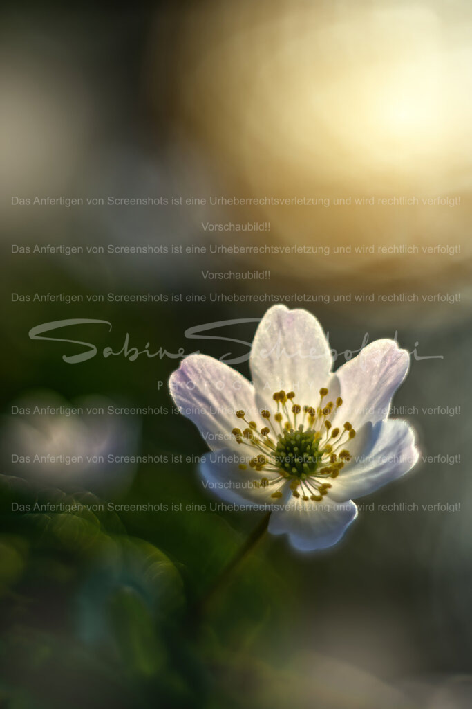 Buschwindröschen im Frühling | Eine detailierte Buschwindröschenblüte vor einem Bokeh Hintergrund. Sonnige Morgenstimmung - Realisiert mit Pictrs.com