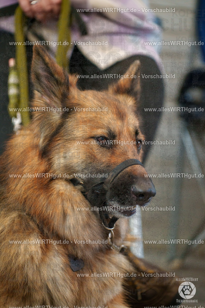 Pfötchenmarkt Nettetal-Lobberich 2026 - Nettetal-Tag - Daniel Wirth - www.allesWIRTHgut.de - @allesWIRTHgut_Tierfotografie 7R508567 | Professionelle Tierfotografie in Mönchengladbach von Daniel Wirth (allesWIRTHgut). Liebevolle & natürliche Bilder von Hunden & Katzen für unvergessliche Erinnerungen.