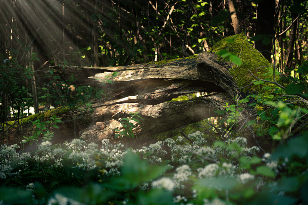 DSCF5098-Bearbeitet-9 | Tier- & Landschaftsfotografie und Porträtshootings. Entdecke einzigartige Fotokunst als Wandbild, Tasse oder Mauspad – mit Leidenschaft fotografiert - Realisiert mit Pictrs.com