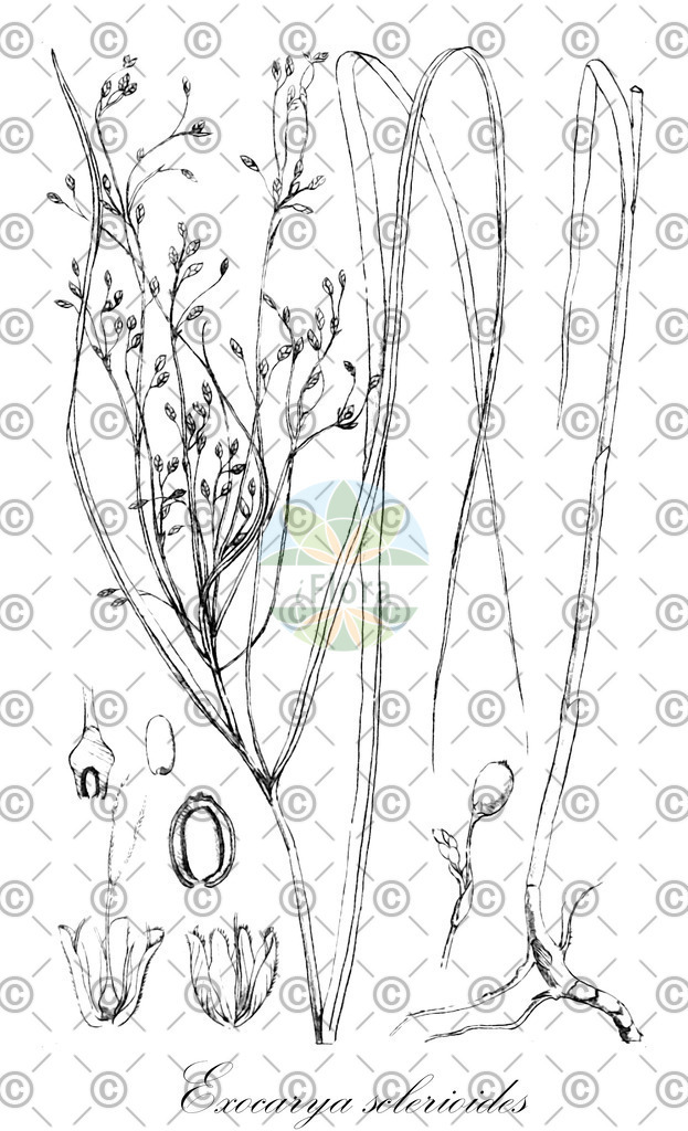 HistAbb_wfo-0001009122_1_ENZY_Simple | Historische Abbildung von Exocarya sclerioides - Cyperaceae | Historical Illustration of Exocarya sclerioides - Cyperaceae