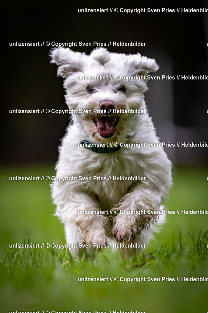 Sven Pries | 2024-10-19 - Hunderennen Ober-Grombach - Realisiert mit Pictrs.com