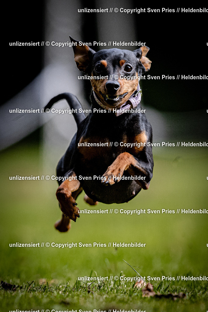 Sven Pries | 2025-10-03 - Hunderennen Obergrombach - Realisiert mit Pictrs.com