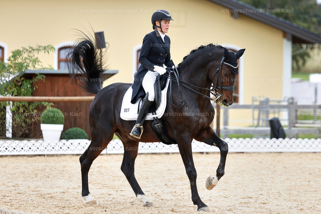 11-007-Dressur S___-StoibPH-1118 | working equitationturnier fotograf videograf stoibphotography marixx film working equitation deutschland reitsport turnierfotografie eventfotografie equestrian events
