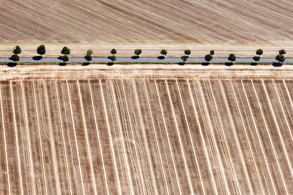 dr__0030272.jpg | LANDSBERG 24.07.2019 Baumreihe an einer Landstraße an einem Feldrand in Landsberg im Bundesland Sachsen-Anhalt, Deutschland. // Row of trees on a country road on a field edge in Landsberg in the state Saxony-Anhalt, Germany. Foto: Daniel Reiter