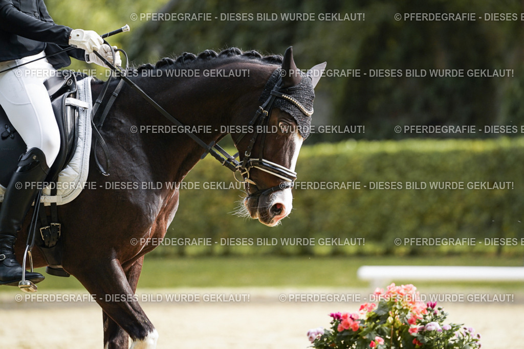 DSC04768 | Pferdegrafie