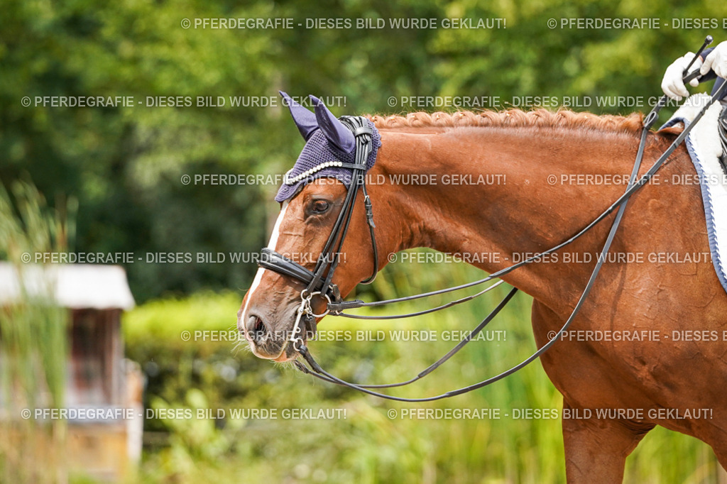 DSC05231 | Pferdegrafie