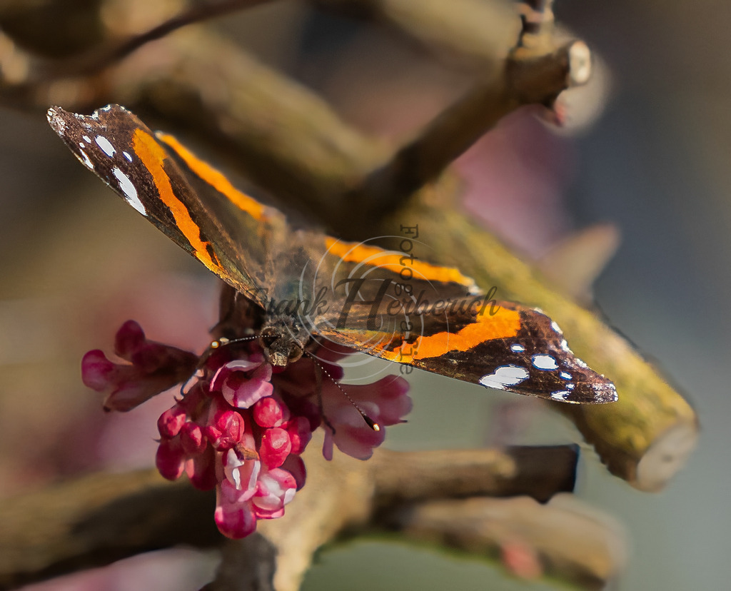 _X0A8684bea | Frank Herberich Fotografie, Frank Herberich, Fotografie, Hochzeit, Portrait, St. Peter Ording, Ording, Westerhever, Nordsee, Frank Fotografie, Hardheim,  Odenwald,Walldürn, Band,Eventfotografie - Realisiert mit Pictrs.com