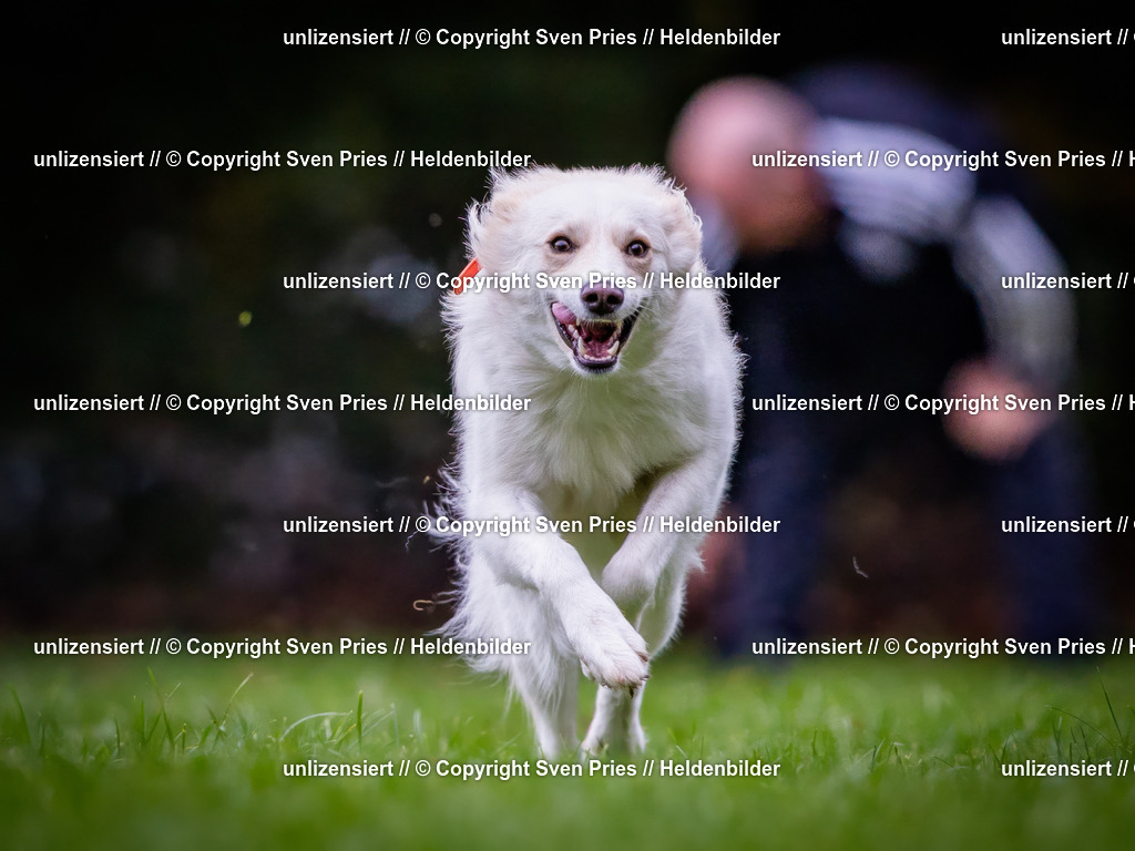 Sven Pries | 2024-10-19 - Hunderennen Ober-Grombach - Realisiert mit Pictrs.com