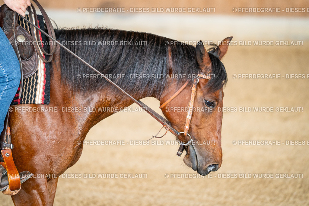 DSC08261 | Pferdegrafie