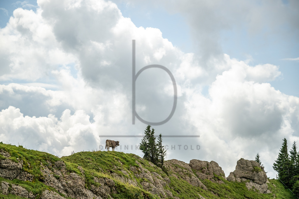 35. Gebirgsmarathon | 35. Gebirgsmarathon 2024 am 03.08.2024 in Immenstadt. Einer der anspruchsvollsten​und ältesten Bergläufe​Deutschlands im Naturpark Nagelfluhkette!(Foto: Dominik Berchtold/www.dberchtold.com)Instagram: @d_berchtold_foto 