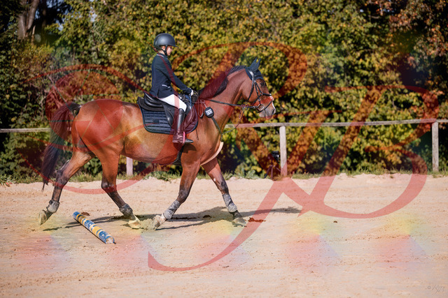 2026_10_03_Siefer-Hof_143735_Z81_06552732 | Professionelle Reitsport-, Turnier- und Eventfotografie von Robert Broda. Galerien mit ausgewählten und bearbeiteten Bildern direkt online ansehen und bestellen.