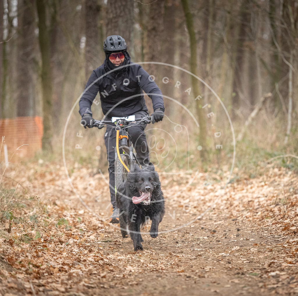 Pfotenfotografie_DV3A6379 | Hundefotografie, Tierfotograf, Pfotenfotografie, Fotoshooting Hund, Hunde Portrait, Hundesport, Hundeportraits, Heideshooting, Hunde, Sportfotograf, Hundefotograf, Turnierhundsport, THS,  - Realisiert mit Pictrs.com