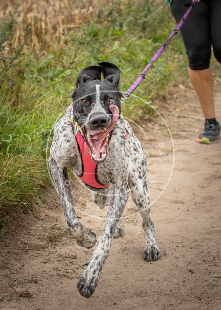 Pfotenfotografie_DV3A7194 | Hundefotografie, Tierfotograf, Pfotenfotografie, Fotoshooting Hund, Hunde Portrait, Hundesport, Hundeportraits, Heideshooting, Hunde, Sportfotograf, Hundefotograf, Turnierhundsport, THS,  - Realisiert mit Pictrs.com