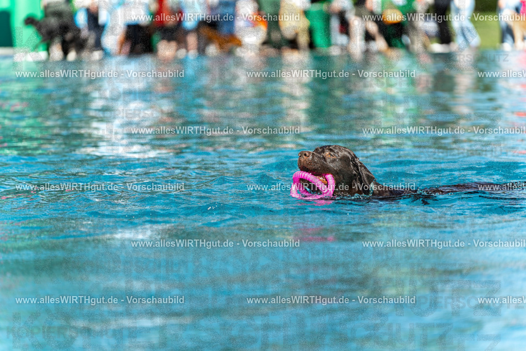 Hundeschwimmen_Volksbad_2026-allesWIRTHgut_Tierfotografie-2609061157-110710-7R509995 | Professionelle Tierfotografie in Mönchengladbach von Daniel Wirth (allesWIRTHgut). Liebevolle & natürliche Bilder von Hunden & Katzen für unvergessliche Erinnerungen.