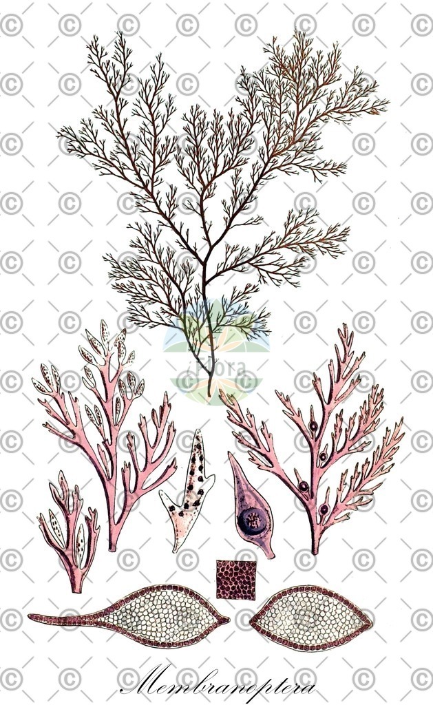 HistAbb_3902_1_FLORAD_SIMPLE | Historische Abbildung von Membranoptera - Delesseriaceae (0) | Historical Illustration of Membranoptera - Delesseriaceae (0)