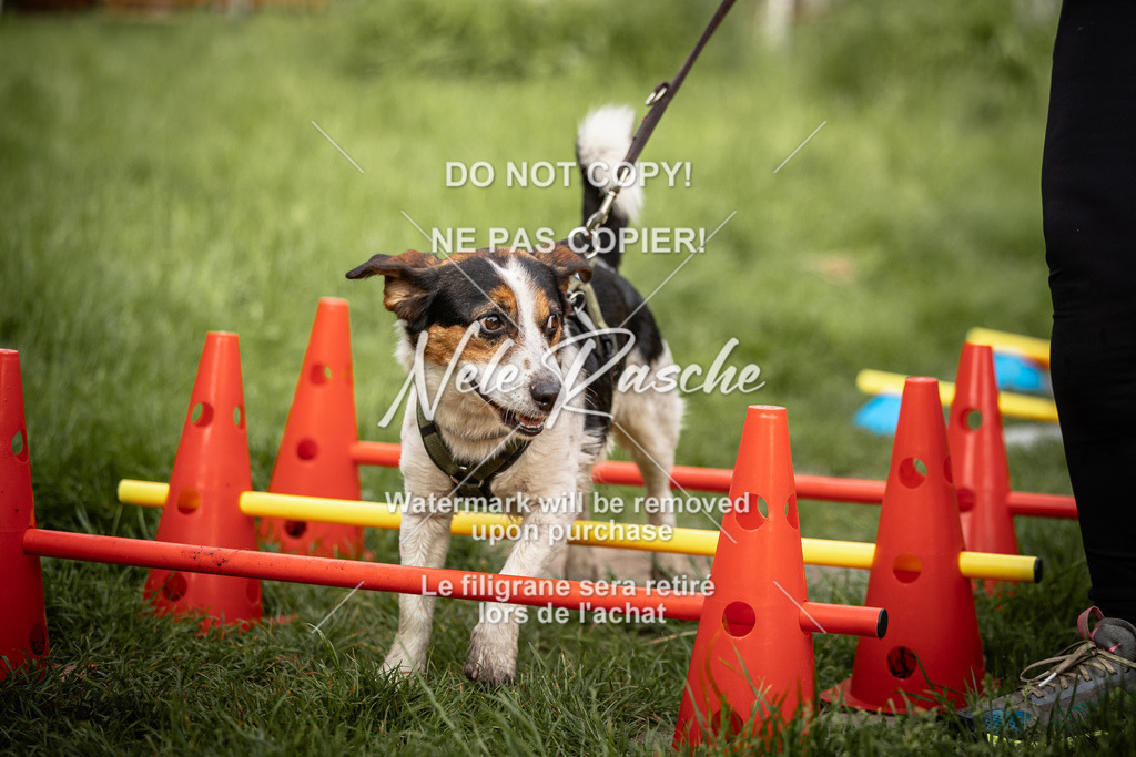 nelerasche_So-earlydog_46 | nelerasche