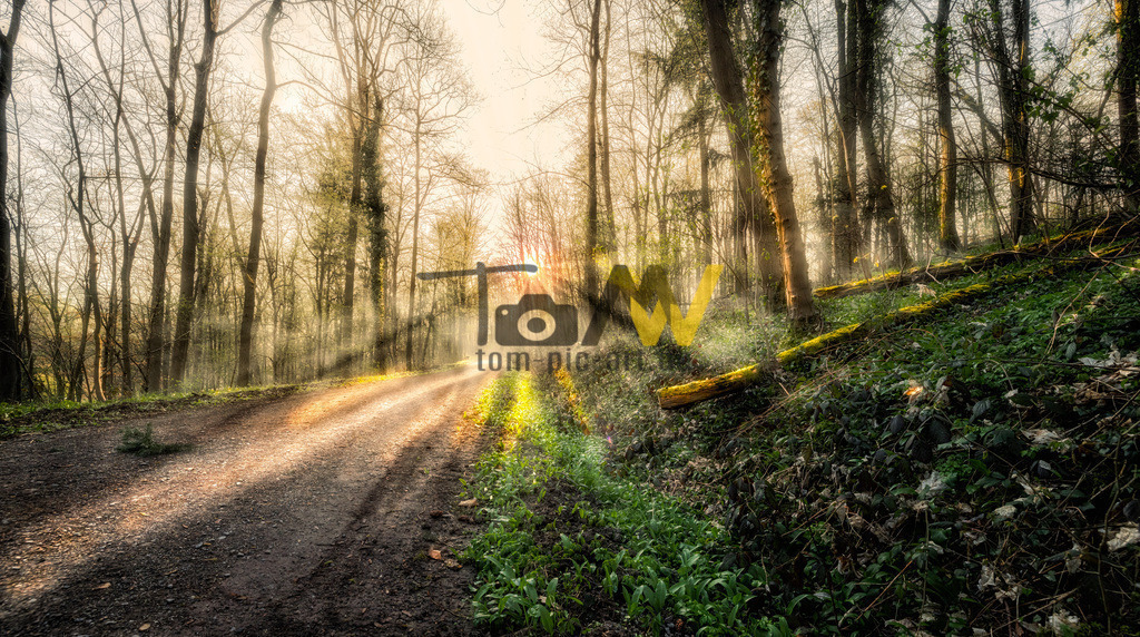 Sonnenstrahlen Wald Zuffenhausen,Bäume | Die scheint es schwer zu haben , ihre Strahlen durch die Bäume und den Dunst hindurch zu schicken. Ein sehr schönes Naturschauspiel. - Realisiert mit Pictrs.com