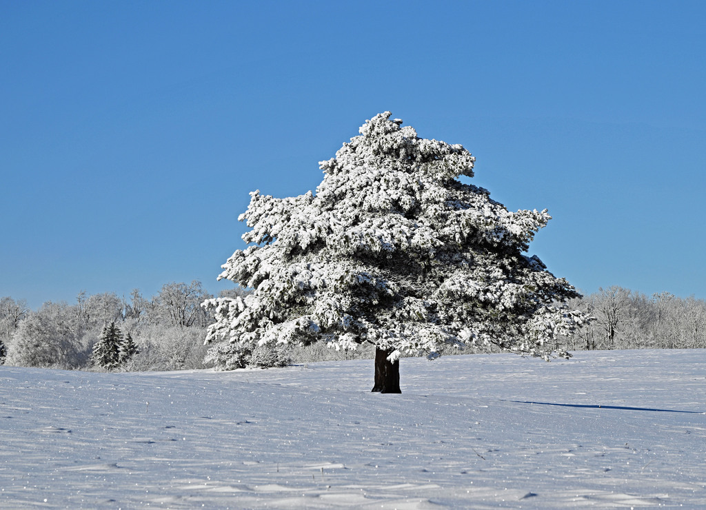 Geba260111-Solitär02 | lucisnaturbilder - Realisiert mit Pictrs.com