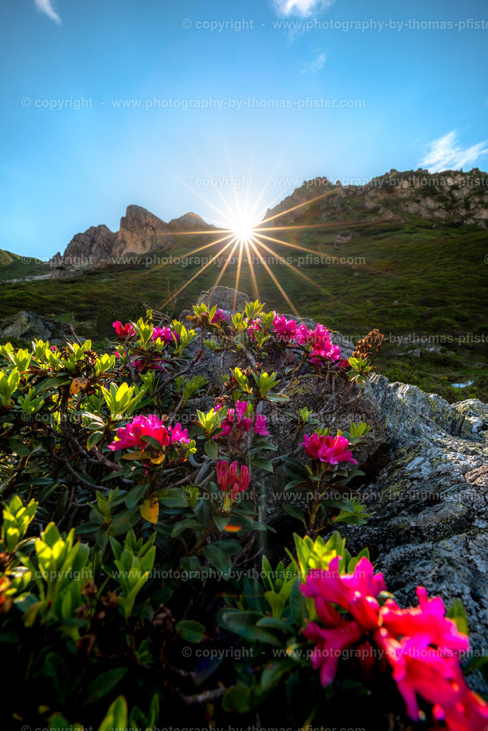 Almrosen in der Zillertal Arena-1 | PHOTOGRAPHY BY THOMAS PFISTER