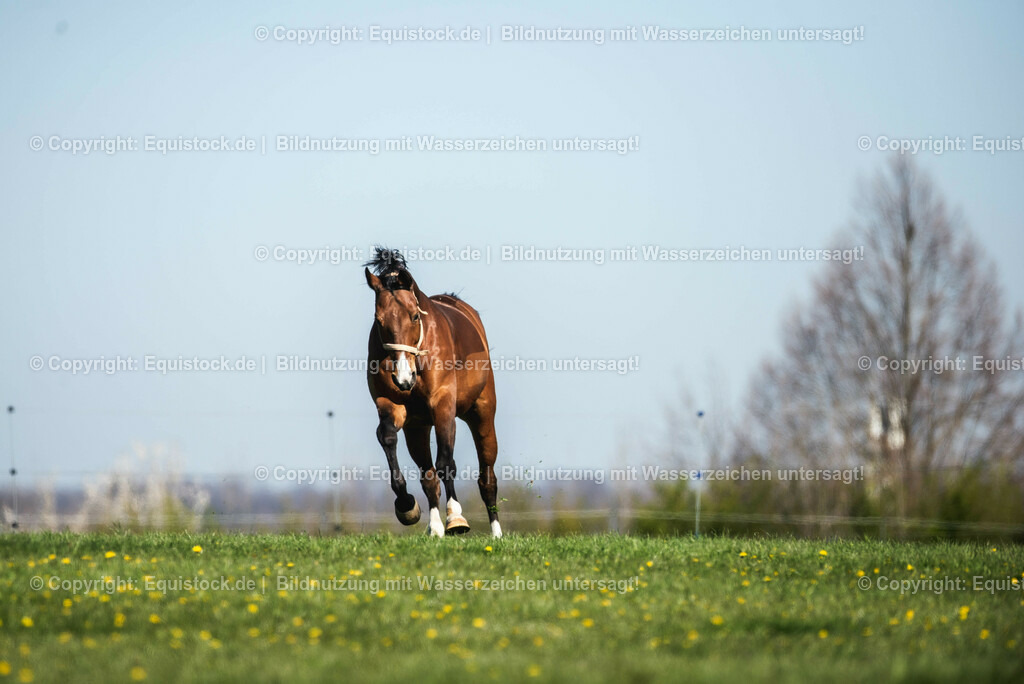 20210426_Pferd-auf-Koppel_0053 | equistock