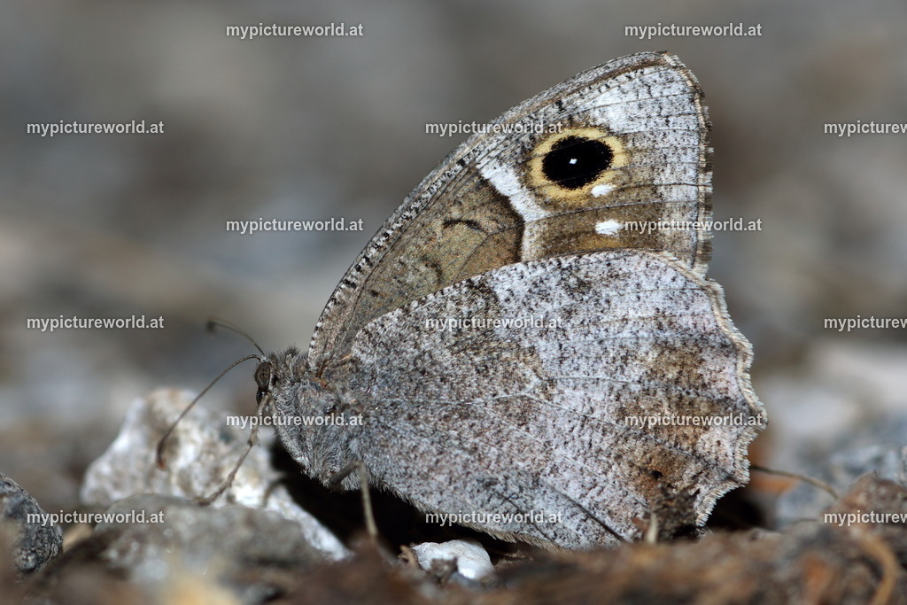 Hipparchia statilinus-010 | Das Bilderarchiv über Tiere, Planzen und Landschaften. In der Bilddatenbank finden Sie ein große Auswahl an hochwertigen Bilder für Ihre Werbung - Realisiert mit Pictrs.com