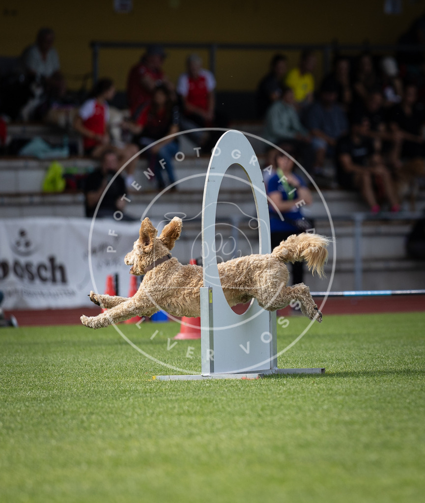 Pfotenfotografie_DV3A1263 | Hundefotografie, Tierfotograf, Pfotenfotografie, Fotoshooting Hund, Hunde Portrait, Hundesport, Hundeportraits, Heideshooting, Hunde, Sportfotograf, Hundefotograf, Turnierhundsport, THS,  - Realisiert mit Pictrs.com