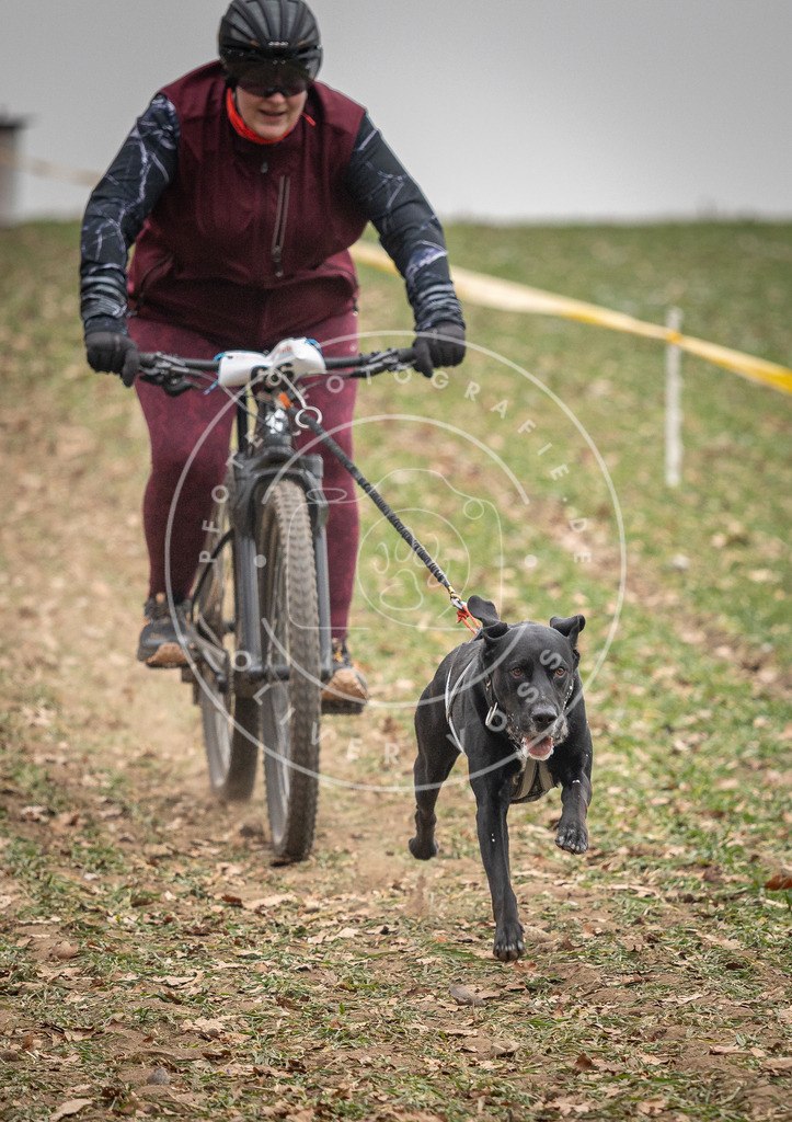 Pfotenfotografie_DV3A2903 | Hundefotografie, Tierfotograf, Pfotenfotografie, Fotoshooting Hund, Hunde Portrait, Hundesport, Hundeportraits, Heideshooting, Hunde, Sportfotograf, Hundefotograf, Turnierhundsport, THS,  - Realisiert mit Pictrs.com